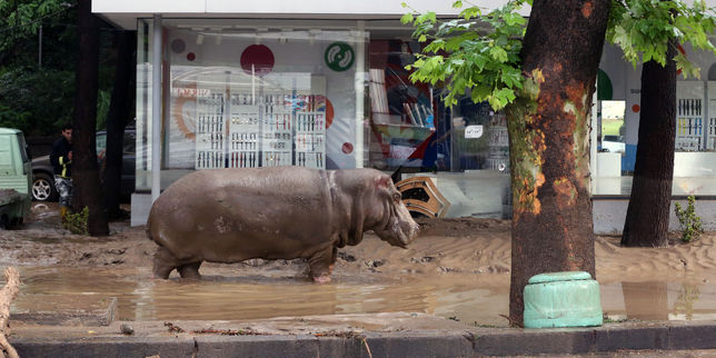 Des animaux du zoo de Tbilissi s’échappent après les inondations meurtrières en Géorgie