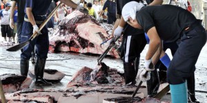 Un bateau contenant 1 700 tonnes de viande de baleine a quitté l’Islande pour le Japon