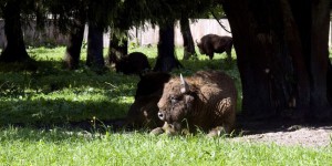 Quatorze bisons réintroduits dans les Carpates roumaines