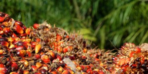 En quoi la consommation d’huile de palme influe sur notre santé et notre environnement ?