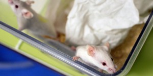 Expérimentation animale : la Commission européenne limite, mais ne bannit pas