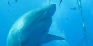 Un des plus grands requins blancs approché par des plongeurs