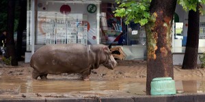 Inondations à Tbilissi : des animaux s’échappent