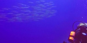 Une parade infinie de barracudas filmée par un plongeur