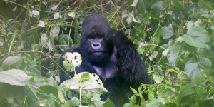 Dans le parc congolais des Virunga, l’armée à la solde du pétrolier SOCO