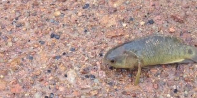 Des poissons qui respirent hors de l'eau observés en Australie