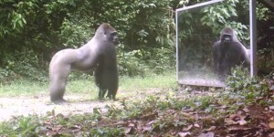 Comment réagissent les animaux de la jungle devant un miroir ?