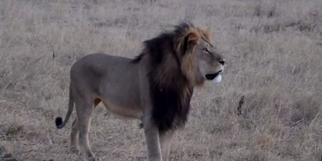 Cecil, le lion à la crinière noire du Zimbabwe, tué pour 50 000 euros