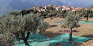 Découverte d’une bactérie tueuse de végétaux en Corse