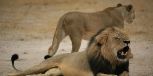 Un dentiste américain, amateur de gros gibier, accusé d'avoir tué le lion Cecil