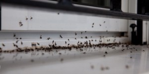« D’où la fourmi elle vole ? » et autres énigmes volantes