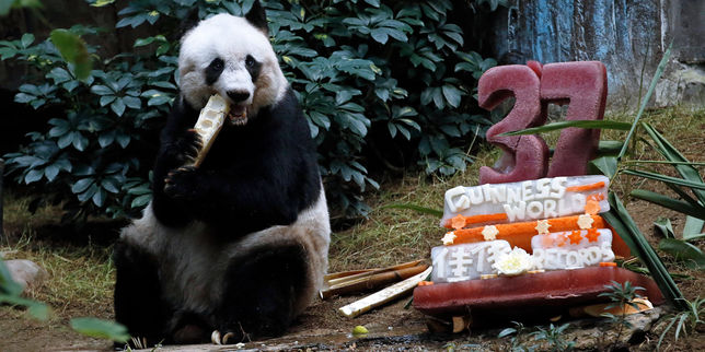 Jia Jia, doyenne des pandas, fête ses 37 ans de vie en captivité