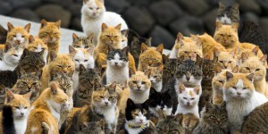 L’Australie déclare la guerre aux chats errants pour sauver ses espèces menacées