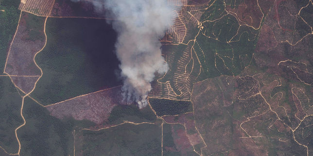 L’huile de palme rallume la mèche de la déforestation en Indonésie