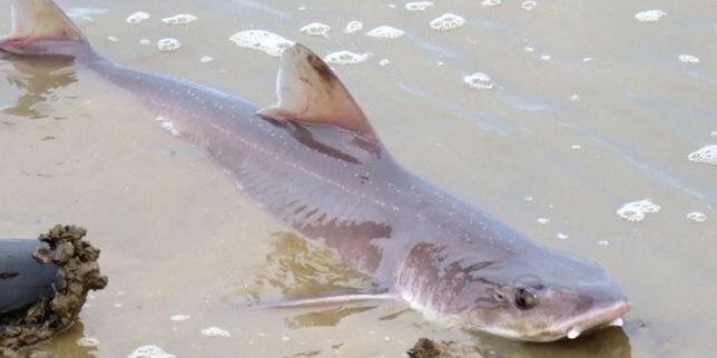 Une nuée de requins sur une plage anglaise
