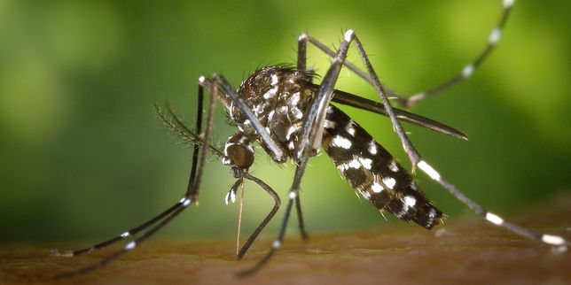 Les questions que vous vous posez l’été sur les moustiques