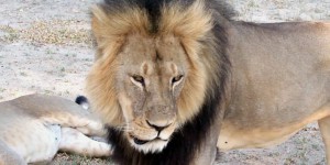 Scandale international après la mort du lion Cecil