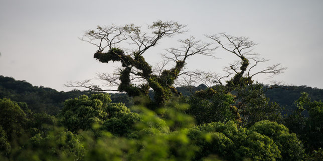 Les forêts du globe malades du réchauffement climatique