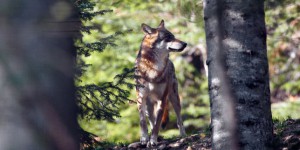 De nouveaux abattages de loups dans les Alpes
