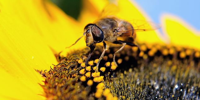 Les pesticides tueurs d’abeilles toujours autorisés malgré leur dangerosité