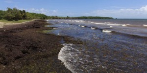 Les plages des Caraïbes envahies par les algues brunes nauséabondes