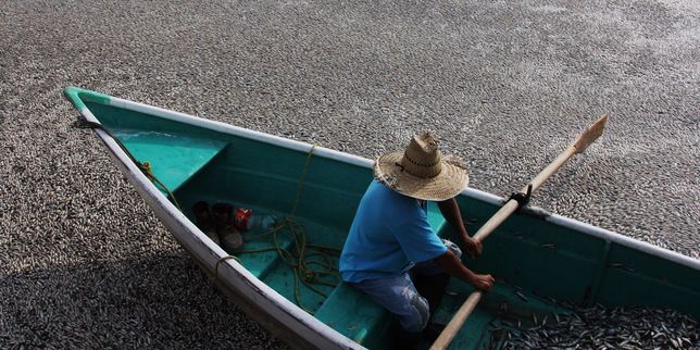40 tonnes de poissons morts retirés d’un lac au Mexique