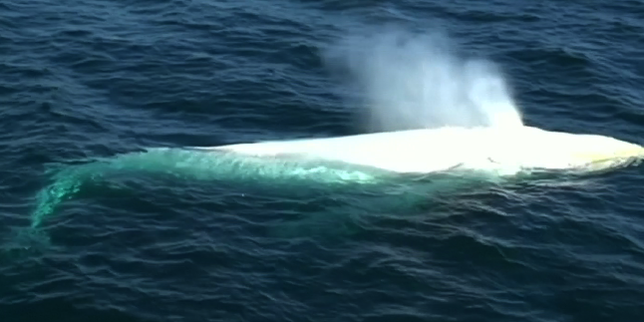 Très rare apparition d’une baleine blanche au large de la Côte d’Or australienne