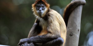 Non, le Costa Rica n’a pas fermé ses zoos et libéré ses animaux en captivité