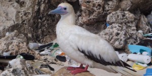 D’ici à 2050, la quasi-totalité des oiseaux marins auront ingéré du plastique