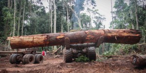 « L’exploitation des forêts de Centrafrique doit profiter à la population »
