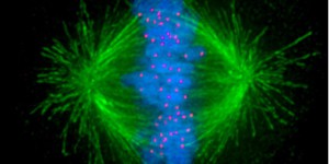 Médaille d’or du CNRS, Eric Karsenti explique comment les microtubules façonnent la vie