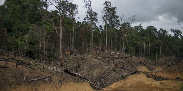Mesurer la déforestation, un « travail complexe »