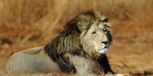 Dans vingt ans, la moitié des lions pourrait avoir disparu d’Afrique