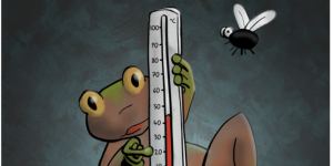 Le changement climatique expliqué aux grenouilles (et autres batraciens)