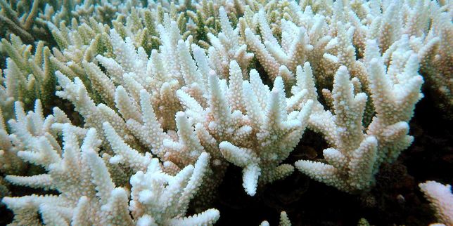 Le corail menacé par El Niño