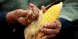 Failles dans l’homologation de six maïs OGM en Europe