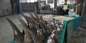 Afrique du Sud : la justice autorise le commerce intérieur de la corne de rhinocéros