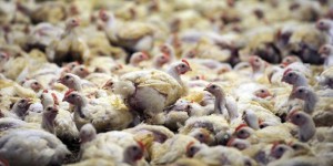 Les grippes aviaires, des maladies sous surveillance