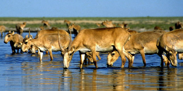 Plus de la moitié des antilopes saïgas ont disparu en moins d’un mois