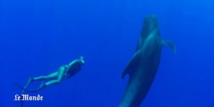 Nager avec les baleines-pilotes