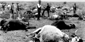 La peste bovine a-t-elle vraiment disparu ?
