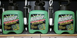Roundup : le risque cancérogène du glyphosate jugé « improbable » par une autorité européenne