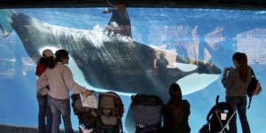 Spectacles d’orques : comment Seaworld essaie de noyer le poisson