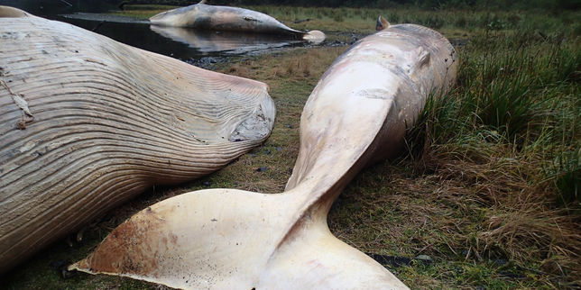 Plus de 300 baleines retrouvées mortes dans un fjord de Patagonie