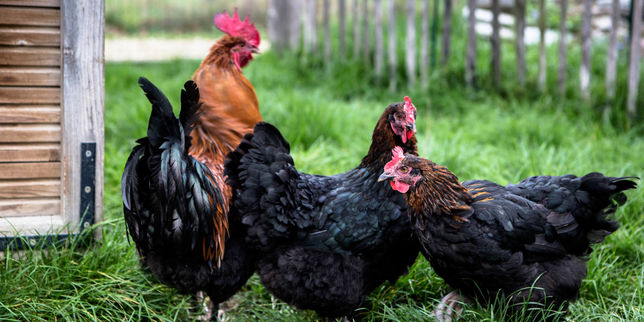 Et si on adoptait des poules pour recycler nos déchets ?