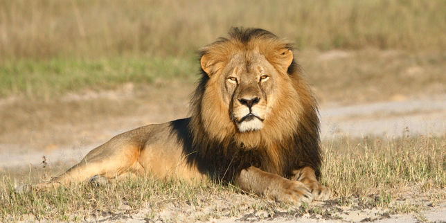 Les Etats-Unis classent les lions d’Afrique et d’Inde parmi les espèces en danger