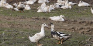 Grippe aviaire : des nouvelles mesures dans le Sud-Ouest