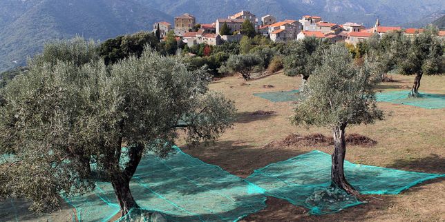 Deux nouveaux foyers de « Xylella » découverts dans les Alpes-Maritimes