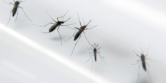 La présence du virus zika confirmée en Guyane et en Martinique