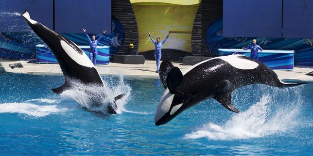 SeaWorld entame des poursuites judiciaire pour défendre son élevage d’orques en captivité
